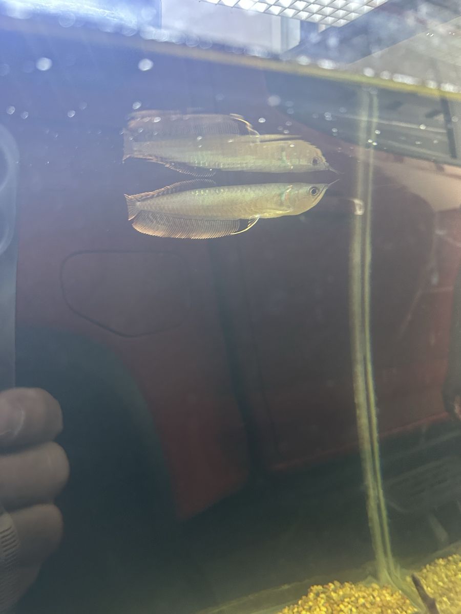 Silver arowana 