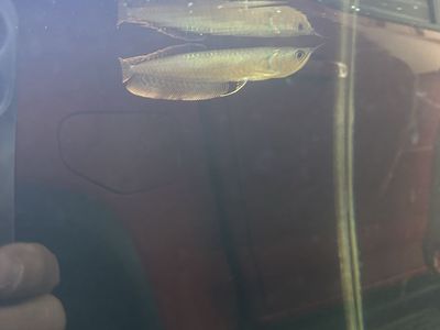 Silver arowana
