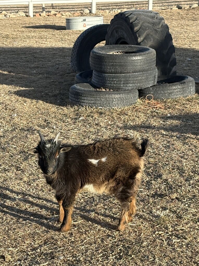Nigerian DWARF GOAT