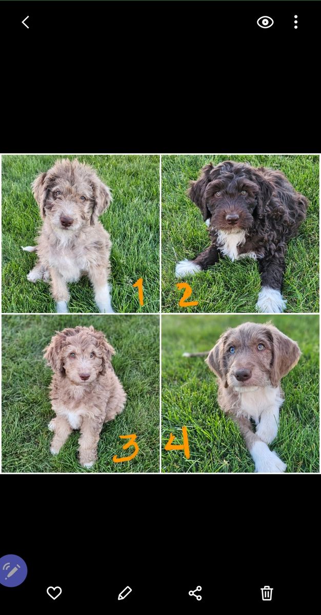 Doodle Puppies