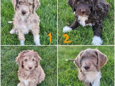 Doodle Puppies