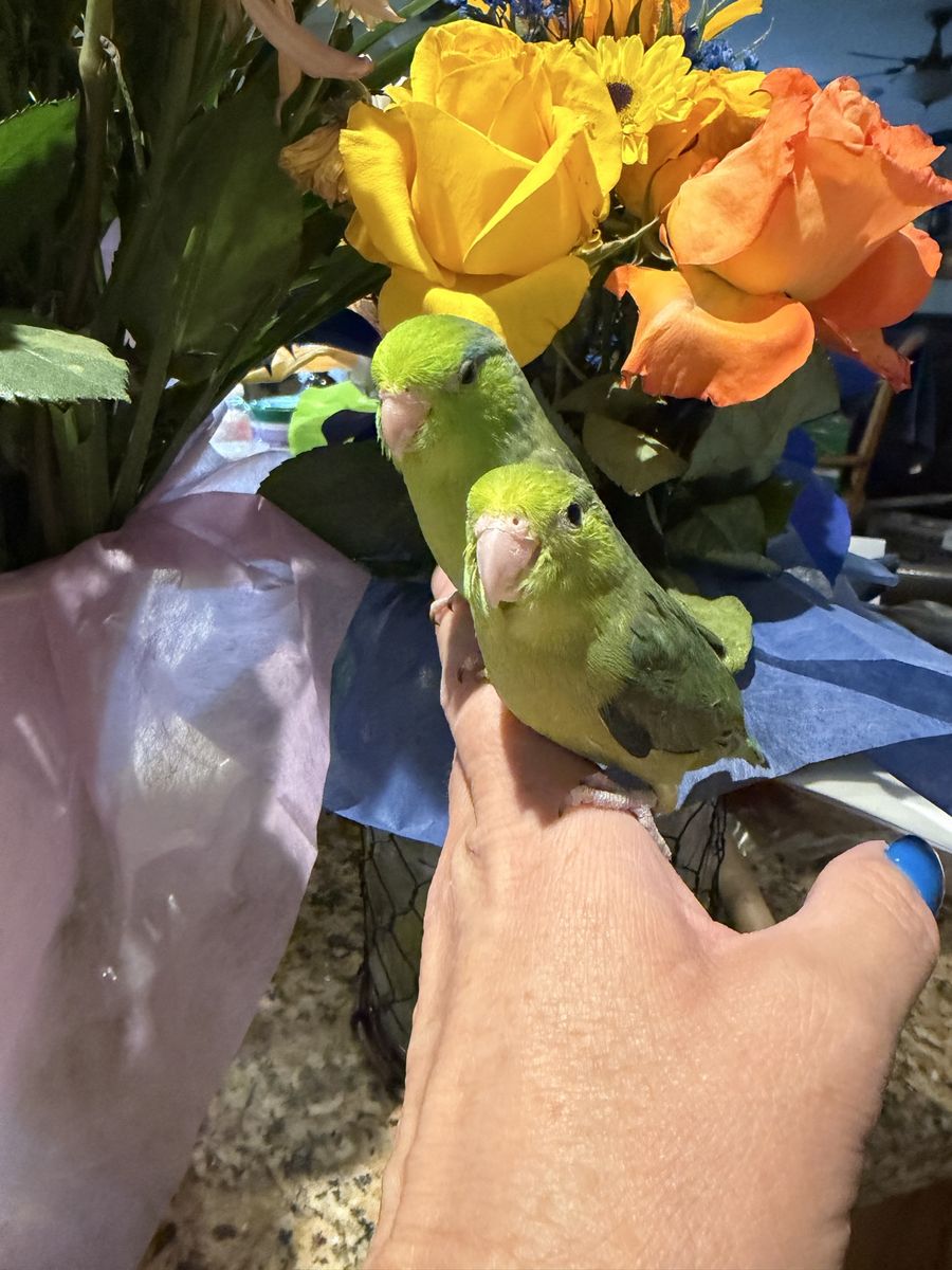 Handfed Parrotlet babies.