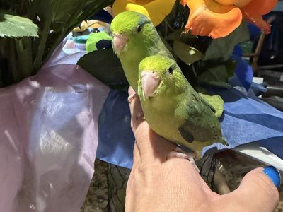 Handfed Parrotlet babies.