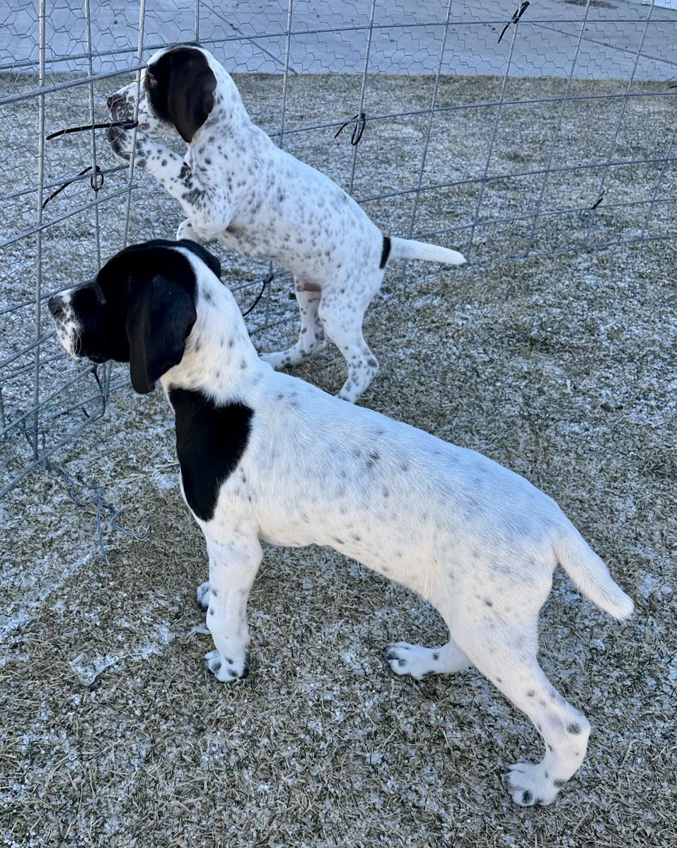 AKC German Shorthaired Pointers!