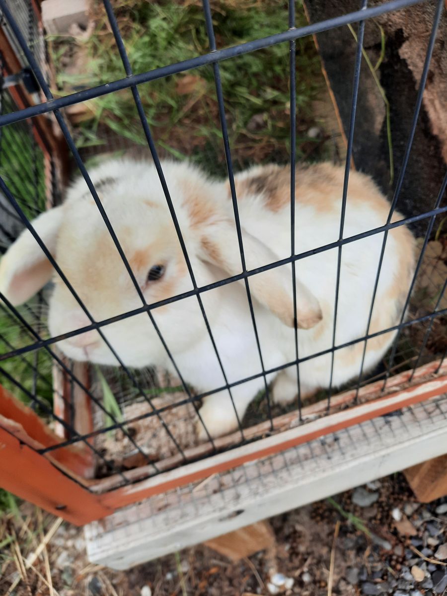 Lop rabbits
