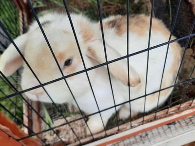 Lop rabbits