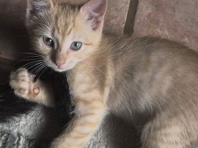 Cutie kittens
