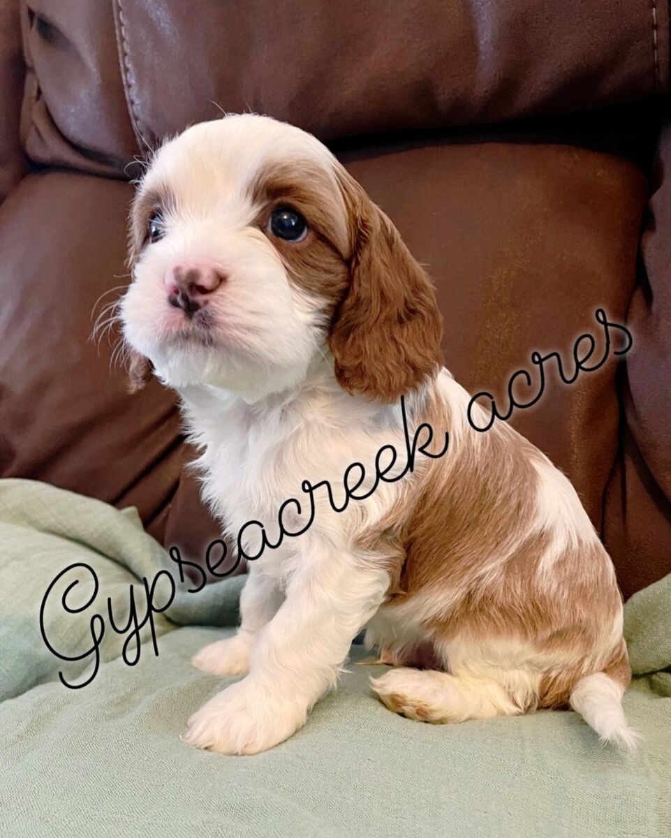 Exceptional Cavapoo Puppies