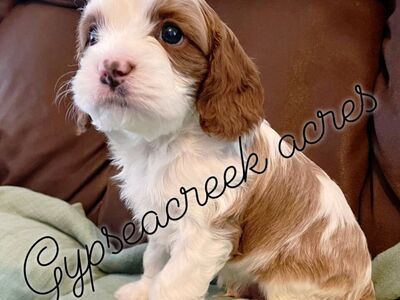 Exceptional Cavapoo Puppies