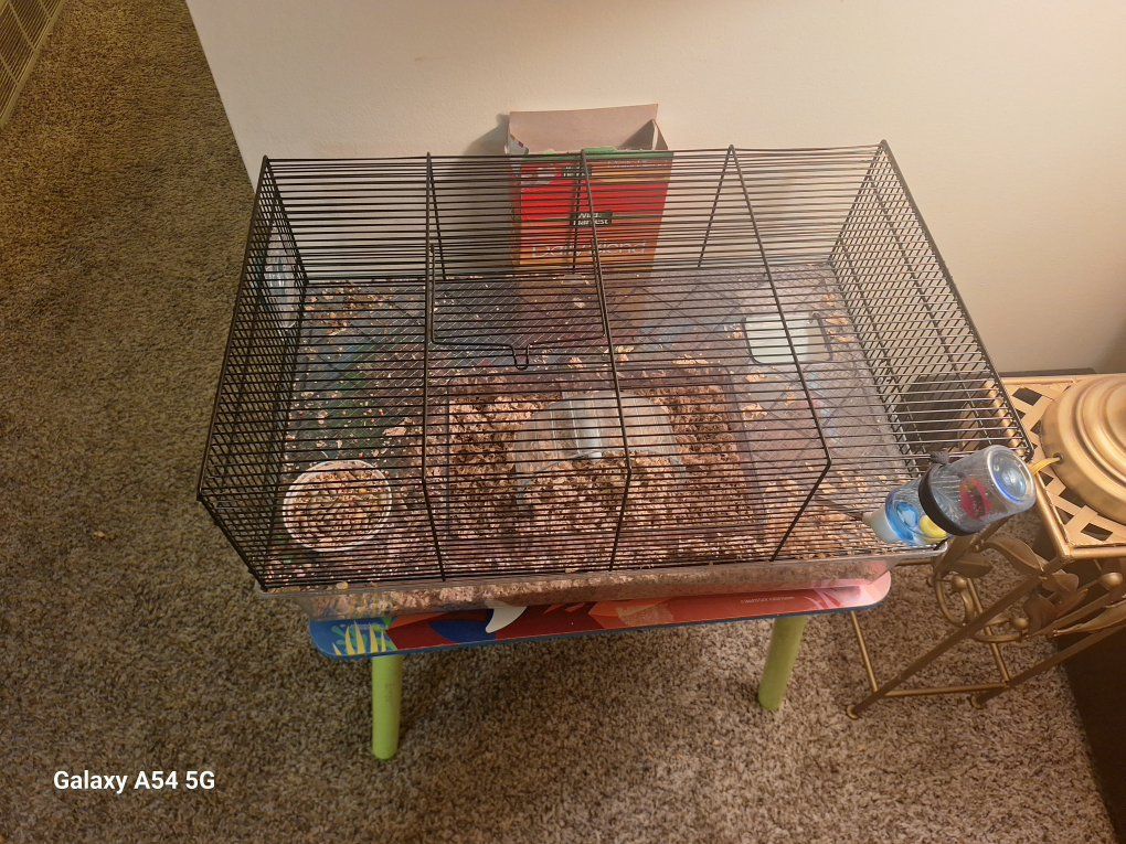 Gerbil with Cage - Multi-Level with Accessories