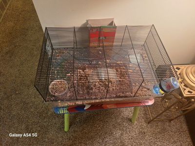Gerbil with Cage - Multi-Level with Accessories