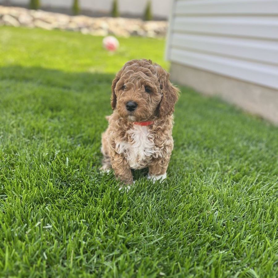 Poodle puppies(Moyen)