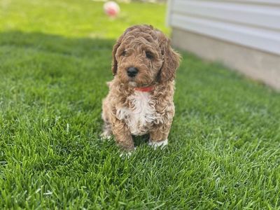 Poodle puppies(Moyen)
