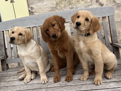 TRAINED PUPPY Golden Retriever Lab Labrador