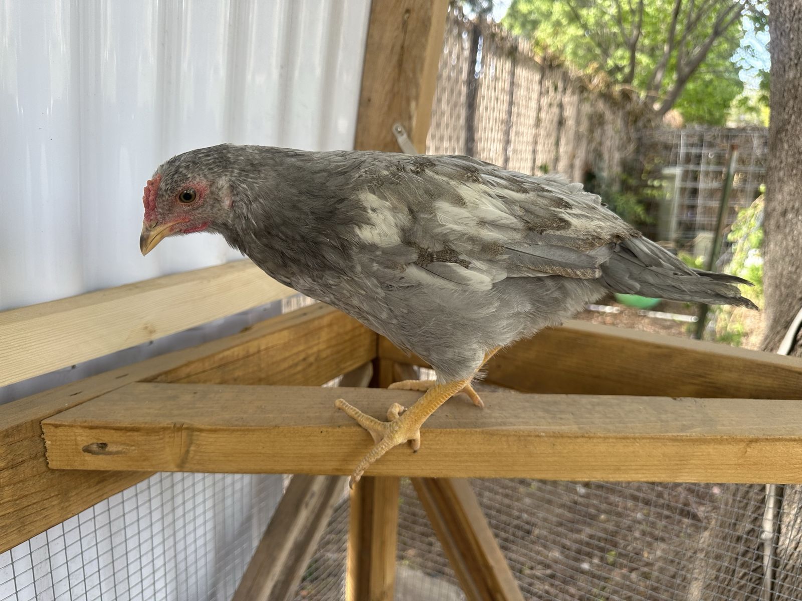 Four 8 week old cockerels for sale