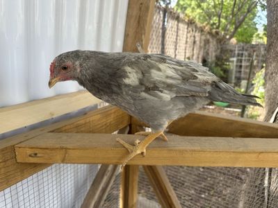 Four 8 week old cockerels for sale