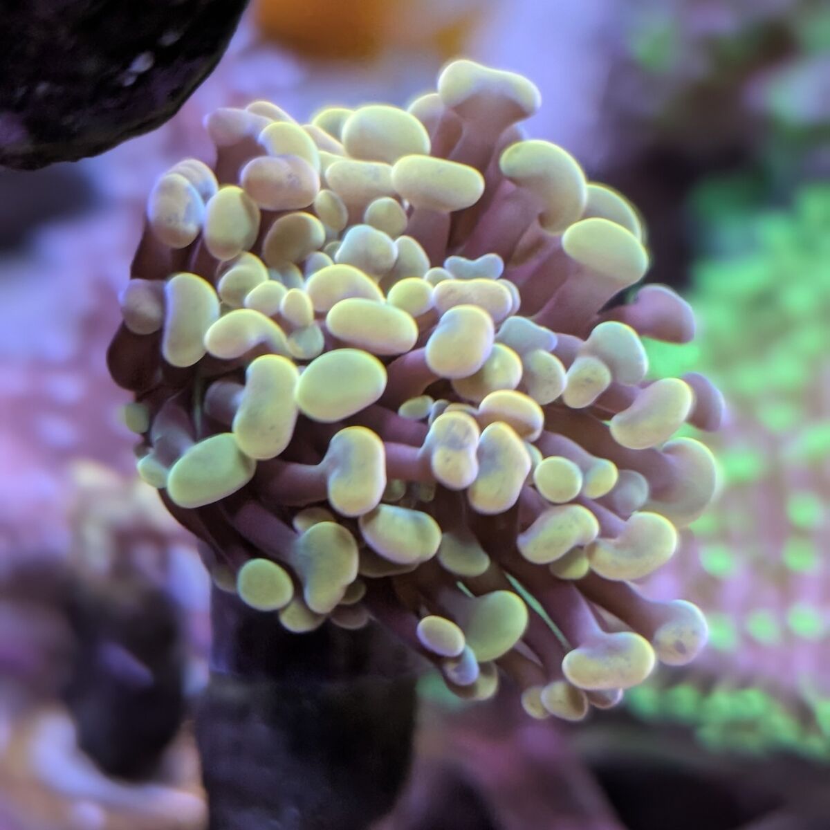 Rainbow prism Hammer coral