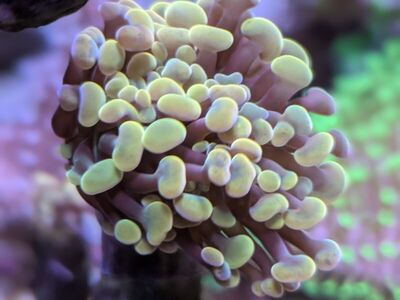 Rainbow prism Hammer coral