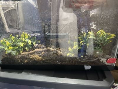 Reptile aquarium