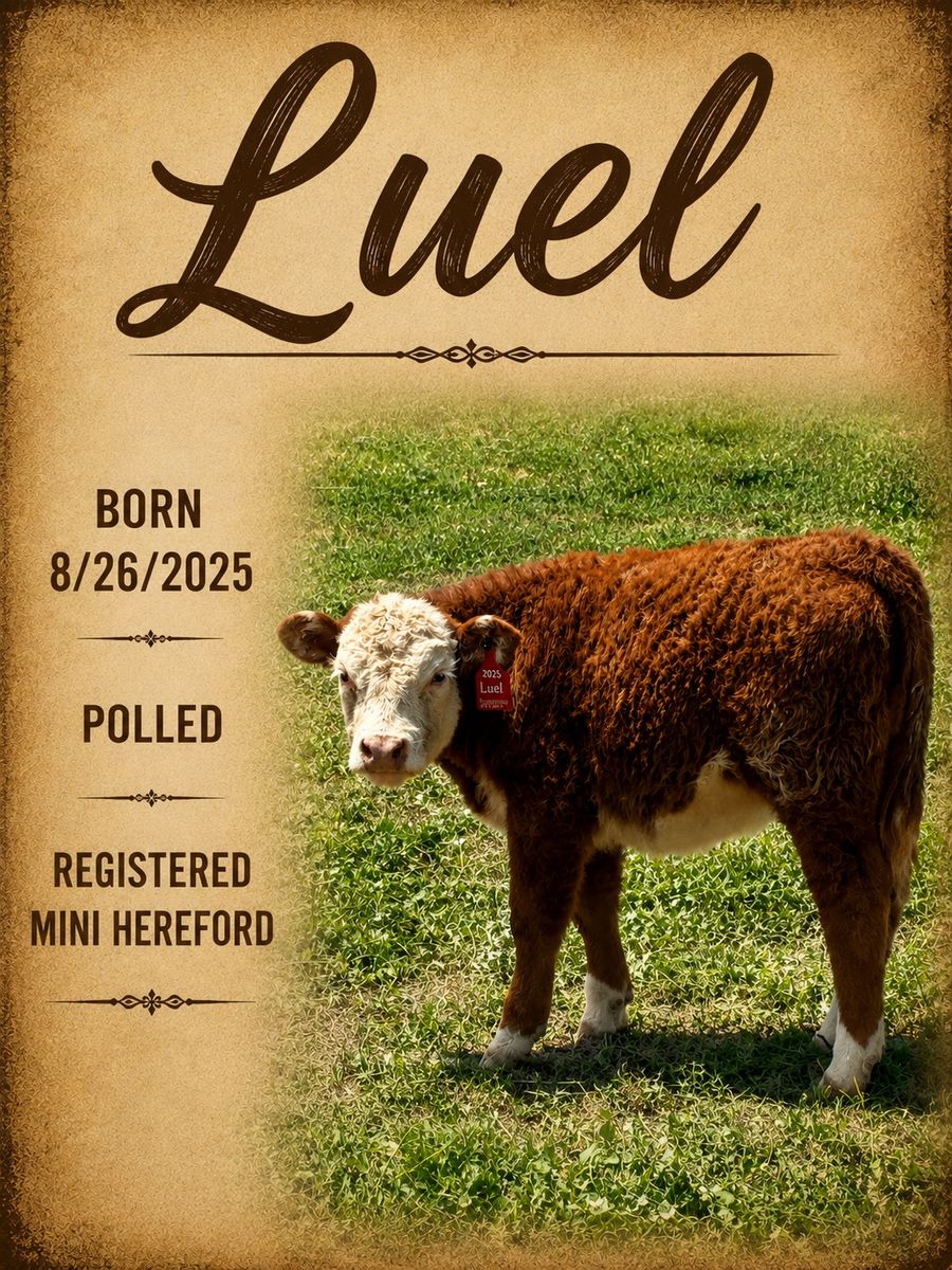 Registered Mini Hereford Calf - Luel & Miggy - Born 8/2025 - Polled