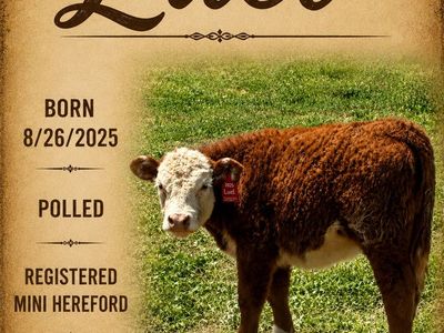Registered Mini Hereford Calf - Luel & Miggy - Born 8/2025 - Polled