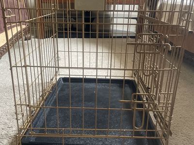 Gold Metal Pet Crate Dog Training Kennel with Plastic Tray - Used, Good Condition