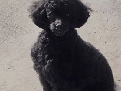 TOY POODLE