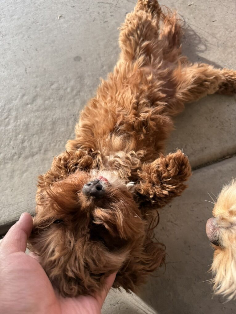 Loving Cockapoo Couple Looking For A New Home