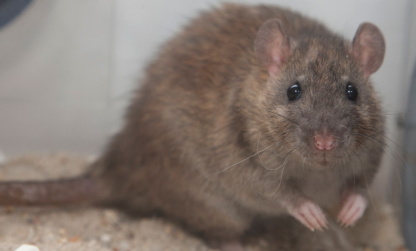 250-450 gram Rats available
