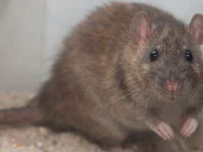 250-450 gram Rats available