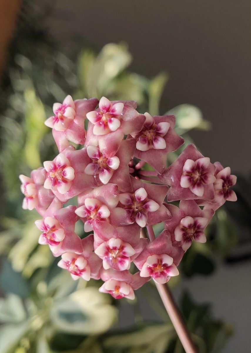 Hoya ‘Silver Dollar’ - Plant