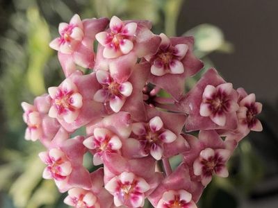 Hoya ‘Silver Dollar’ - Plant