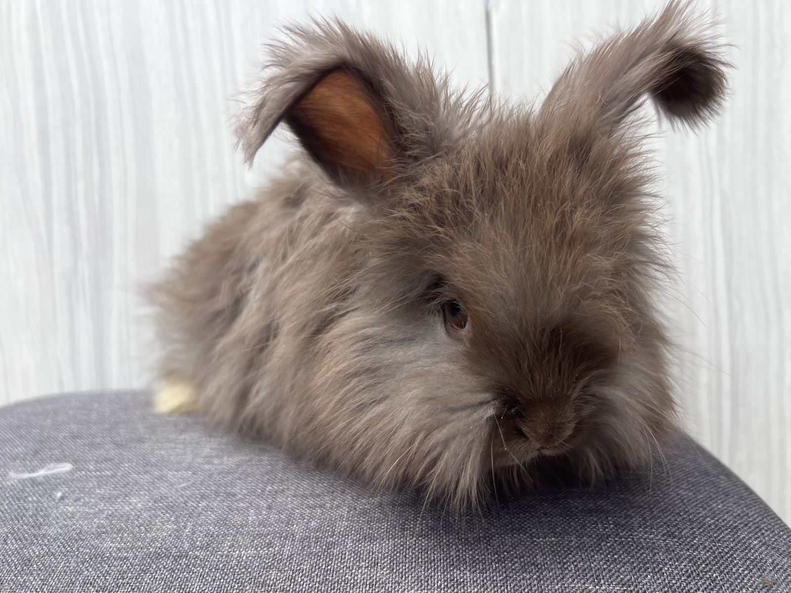 Sweet & docile Pedigreed English Angora buck