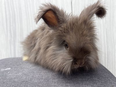 Sweet & docile Pedigreed English Angora buck