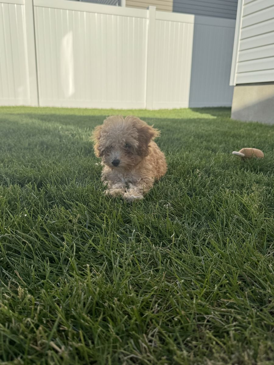 Adorable Mini Goldendoodle Puppy - Hypoallergenic, Playful, and Ready for a Loving Home!