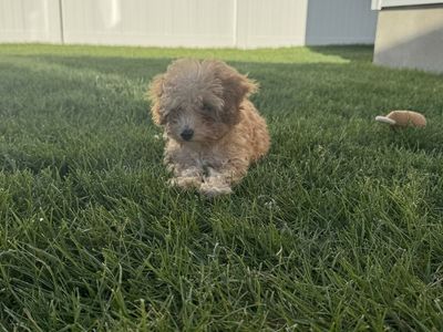 Adorable Mini Goldendoodle Puppy - Hypoallergenic, Playful, and Ready for a Loving Home!