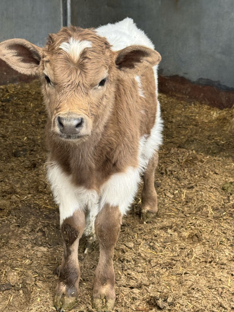 Mini/Mid HighPark Bull Calf Highland