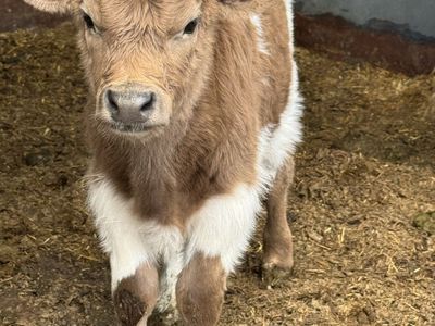 Mini/Mid HighPark Bull Calf Highland
