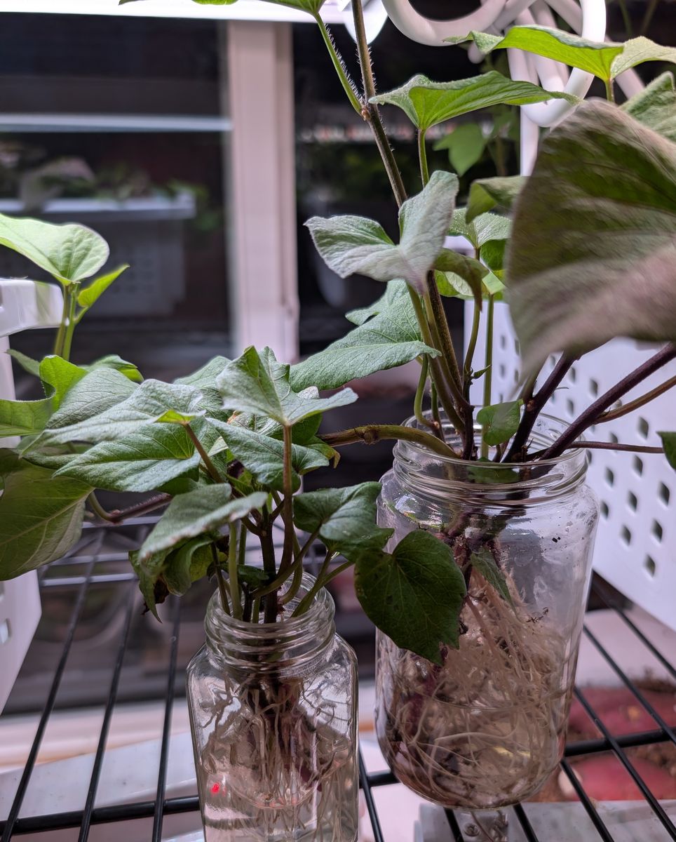 Purple Sweet Potato Slips