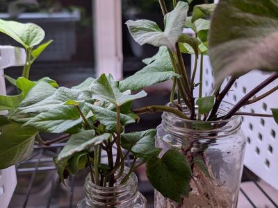 Purple Sweet Potato Slips