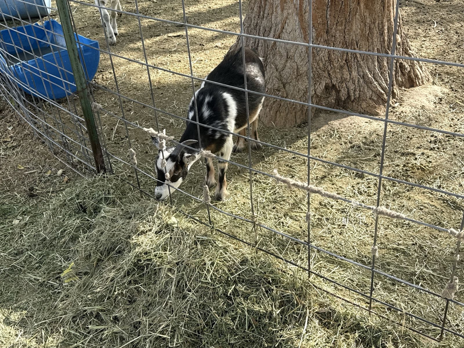 6 wethers available 