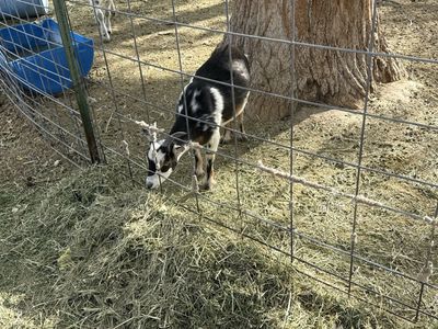 6 wethers available