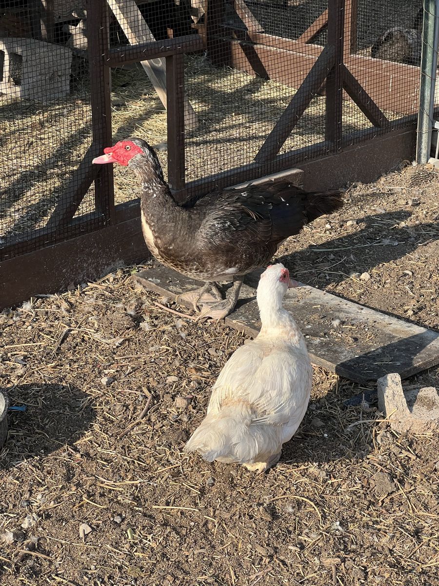 Muscovy Duck Trio