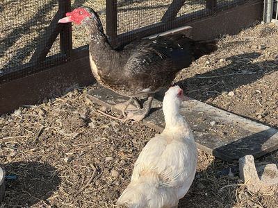 Muscovy Duck Trio
