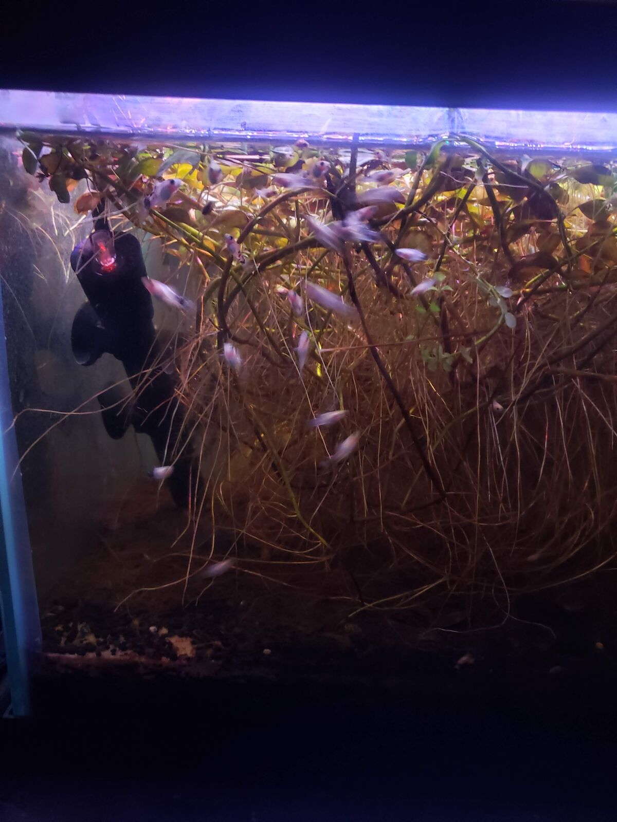 Salt & Pepper Platy Fish