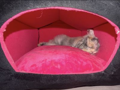 Fuzzy holland lop bunny