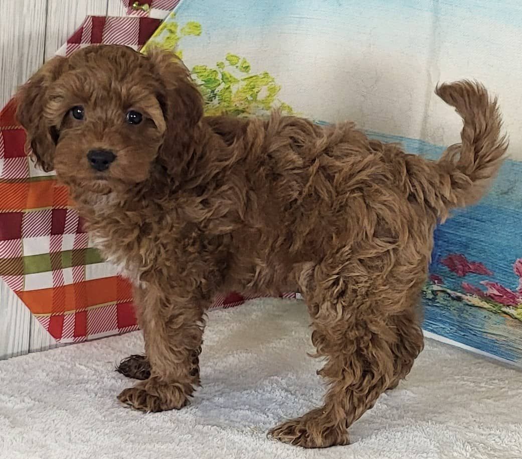 Girl Noli - Mini Goldendoodle $2000