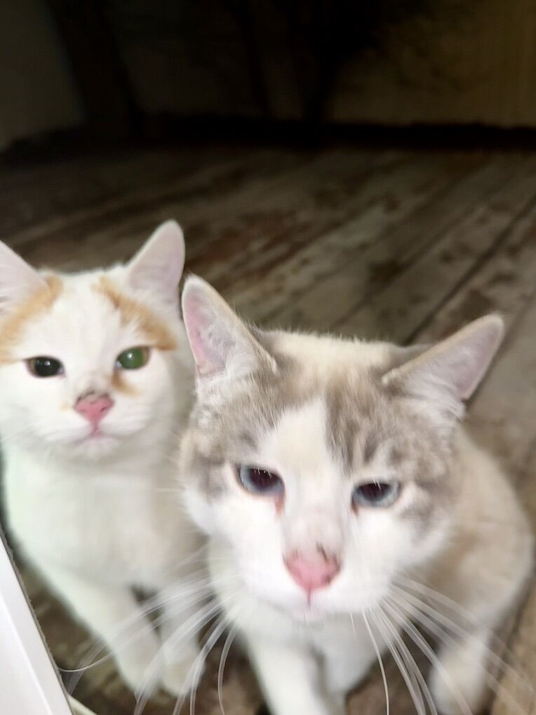 Two Precious Kitty's - Honey & Bluey