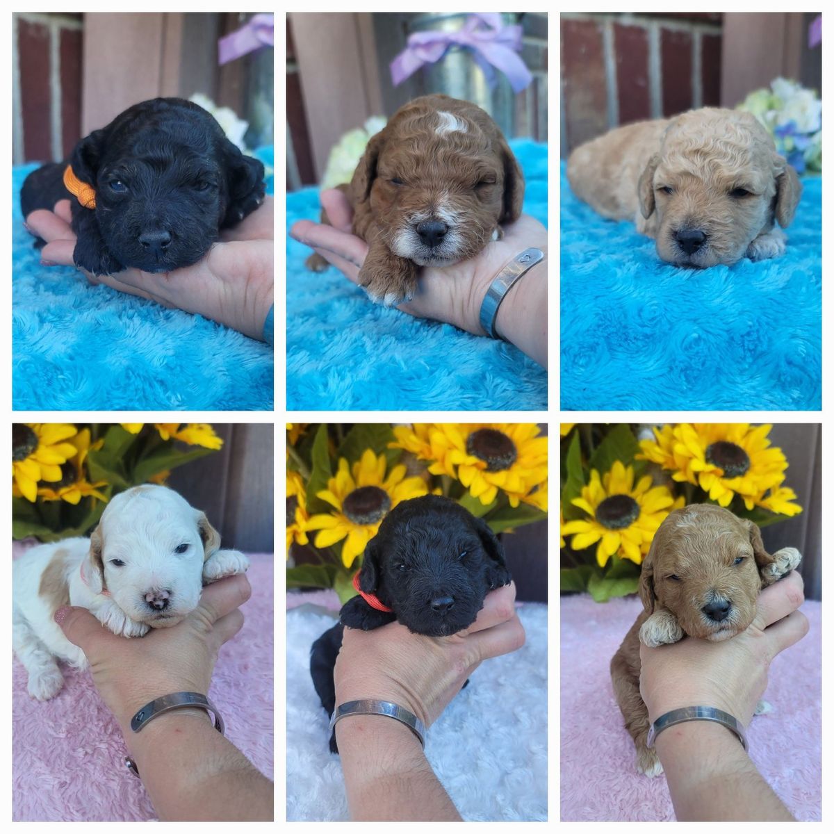 multigen mini goldendoodles / goldendoodle