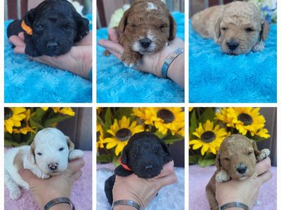 multigen mini goldendoodles / goldendoodle